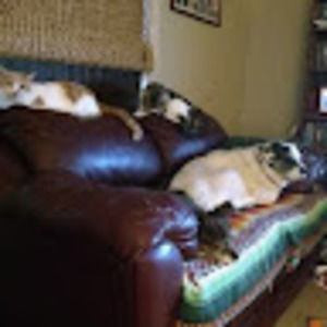 Meet your Posher, Connie